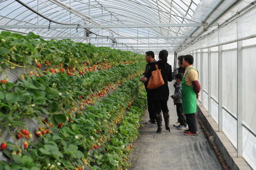 本厂生产的草莓种植槽产量