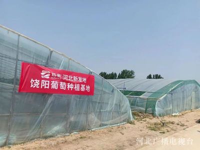 首衡河北新发地:多举措畅通农产品销路 助力农业产业化发展