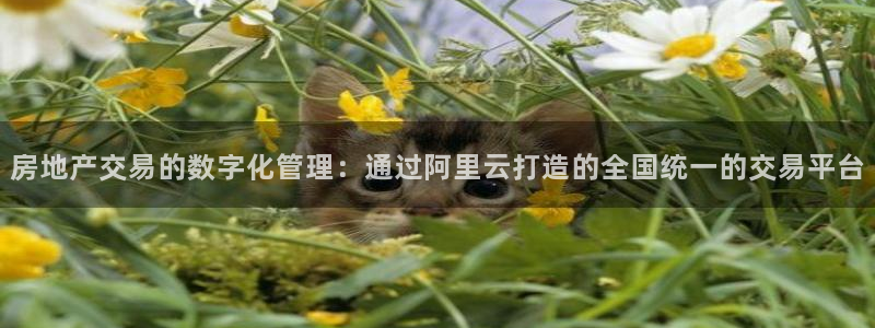 新宝5代理