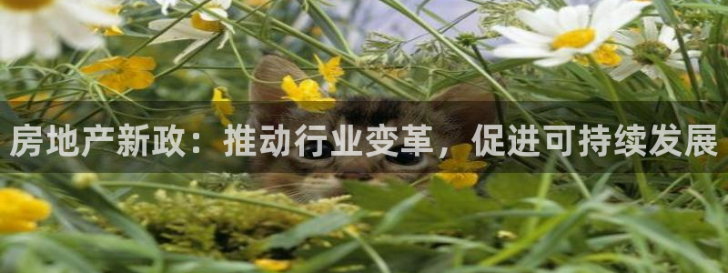 新宝5什么时候上市：房地产新政：推动行业变革，促进可持续发展