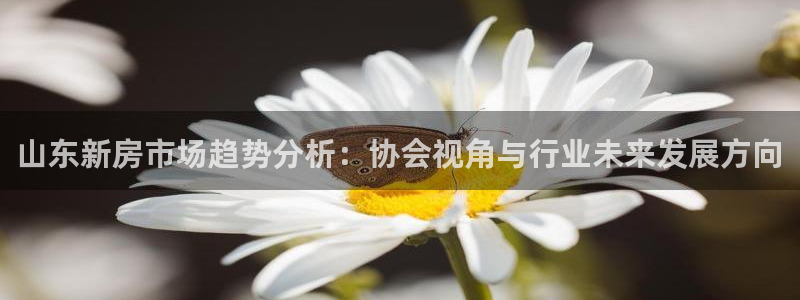 新宝5是什么样子的：山东新房市场趋势分析：协会视角与行业未来
