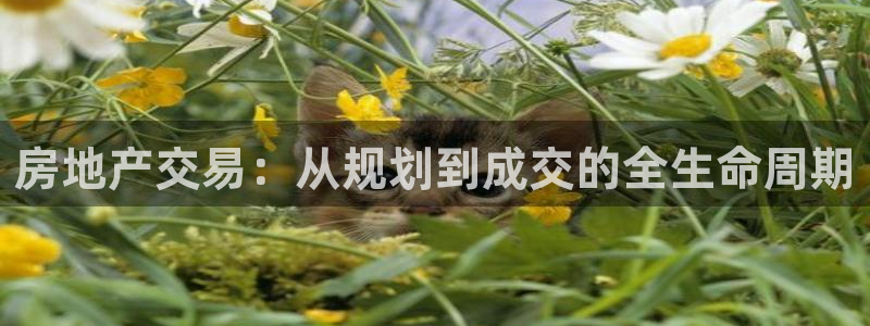 新宝5下载注册：房地产交易：从规划到成交的全生命周期