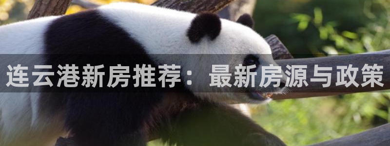 新宝5电脑：连云港新房推荐：最新房源与政策