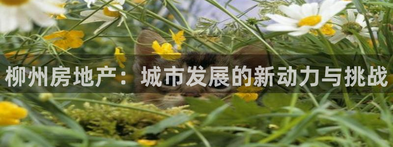 p5r新宝魔：柳州房地产：城市发展的新动力与挑战